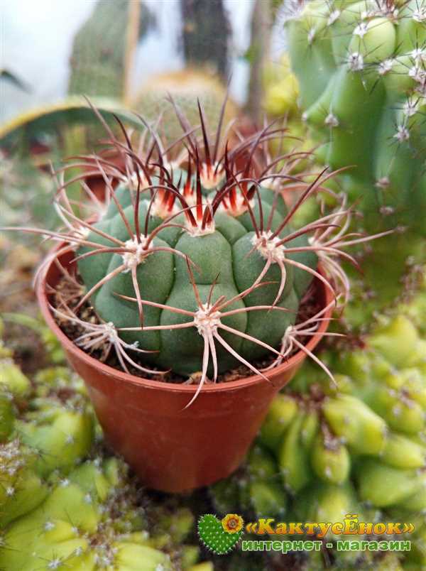 Gymnocalycium