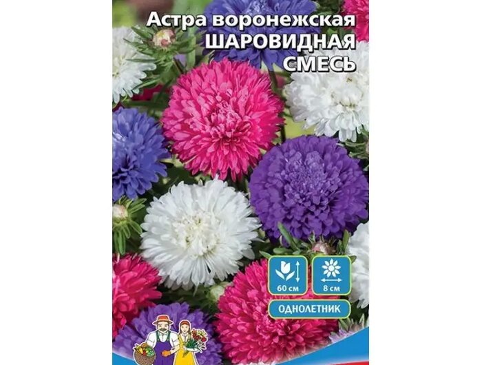 Астры семена гарантировано принесут вам яркое и красивое цветение