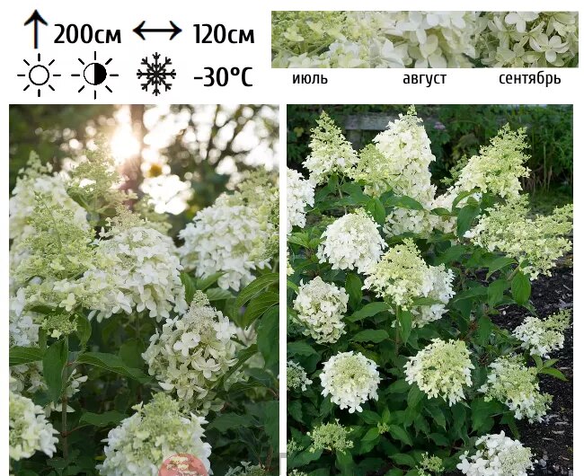 Описание и фотографии гортензии Долли — метельчатой формы