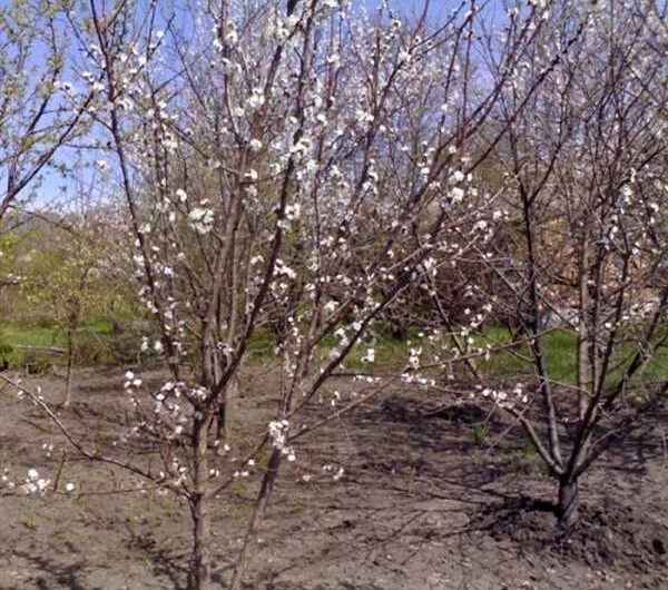 Описание сорта вишни Муза, а также фотографии и отзывы об этом сорте