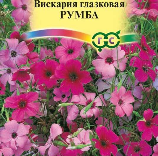 Вискария – все о видеоряде, коллаже и спецэффектах