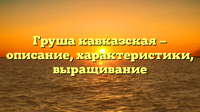 Груша кавказская — описание, характеристики, выращивание